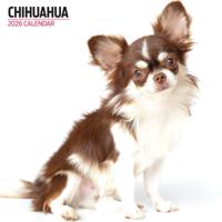 Chihuahua Modern Kalender 2026