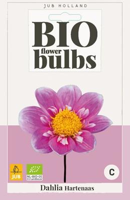 Bio Dahlia Hartenaas roze 1 bloembol Dahlia JUB - Jub