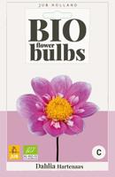 Bio Dahlia Hartenaas roze 1 bloembol Dahlia JUB - Jub
