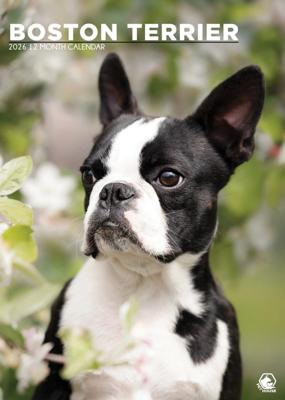 Boston Terrier A3 Kalender 2026