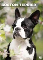Boston Terrier A3 Kalender 2026