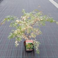 Japanse esdoorn (Acer palmatum "Beni-Shichi-Henge") heester - thumbnail