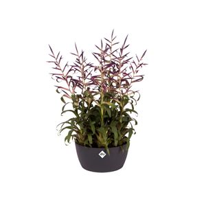 elho brussels bowl 23cm Binnen Plantenpot Vrijstaand Polypropyleen (PP) Antraciet