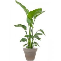 Plant in Pot Strelitzia Nicolai 135 cm bloempot in Terra Cotta Grijs 35 cm bloempot - thumbnail