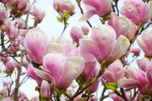 Magnolia op stam