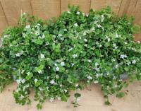 Bacopa 10 potjes per tray wit Warentuin Natuurlijk - Warentuin natuurlijk