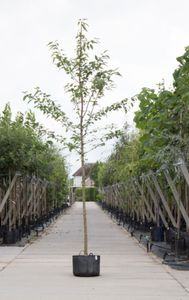 Dubbelbloemige sierkers Prunus a. Plena h 550 cm st. omtrek 19 cm - Warentuin Natuurlijk