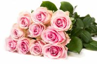 Avalanche+ - Roze rozen - 60 stuks