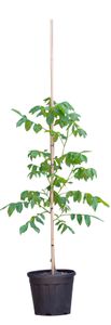 2 stuks! Walnotenboom Lange van Lod Juglans regia Lange van Lod h 112,5 cm st. omtrek 1,5 cm boom - Warentuin Natuurlijk