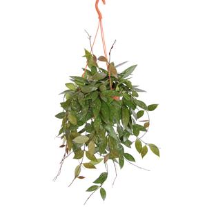 Hoya Gracilis (Memoria) - P 14 cm