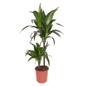 Dracaena &apos;Janet Craig&apos; (Drakenbloedboom) - P 19 cm