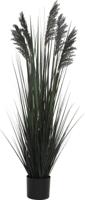 Siergras in pot 122 cm zwart - Hortus Siergras in pot 122 cm zwart - Hortus