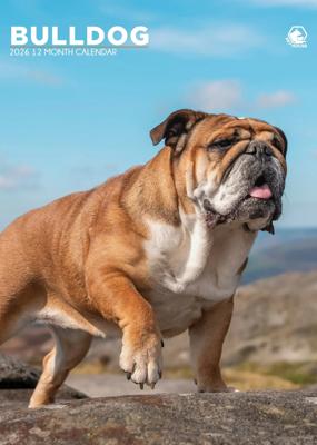 Engelse Bulldog A3 Kalender 2026