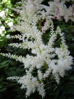 Spirea