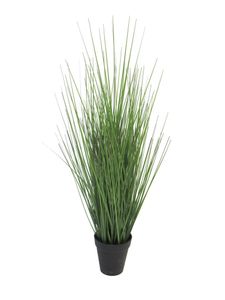 King festuca groen in pot 61cm