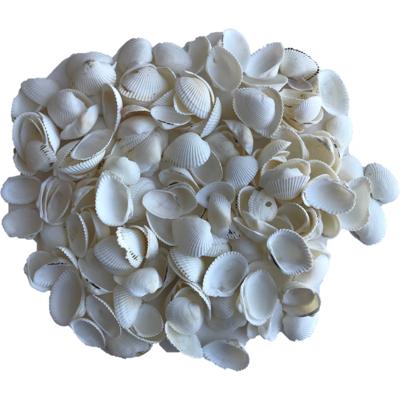 Rayher hobby decoratie schelpen/schelpjes - 2x zakjes - parelmoer/wit - afmeting 2 cm - 250 gram net