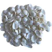 Rayher hobby decoratie schelpen/schelpjes - 2x zakjes - parelmoer/wit - afmeting 2 cm - 250 gram net