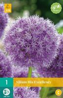 Allium His Excellency 1 bol