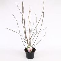 Magnolia struik George Henry Kern - 50 - 60 cm - 8 stuks