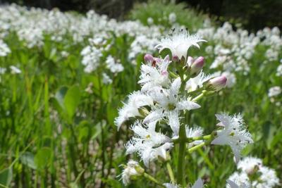 Moerings Menyanthes trifoliata - Waterdrieblad