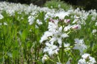 Moerings Menyanthes trifoliata - Waterdrieblad
