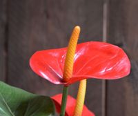 Anthurium kunstplant 40cm - rood - thumbnail