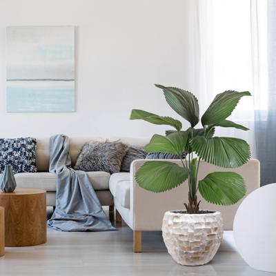 Licuala kunstpalm 115cm