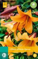 Lilium african queen bol/knol JUB 1 stuks - Jub
