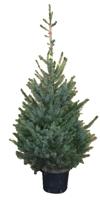 Kerstboom Warentuin Picea Omorika 100 - 125 cm in pot Warentuin Natuurlijk - Warentuin natuurlijk