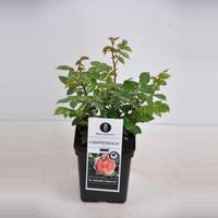 Grootbloemige roos (rosa "Chippendale"®) - thumbnail
