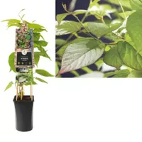 Klimplant Actinidia kolomikta - Sierkiwi - thumbnail