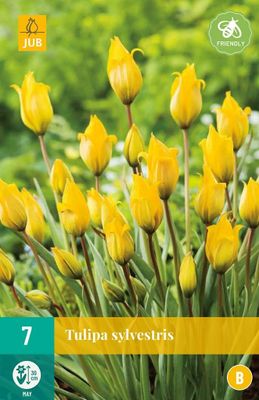 Tulp Sylvestris 7 bollen