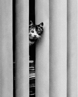 Kunstdruk Golbin - Curious Cat 40x50cm