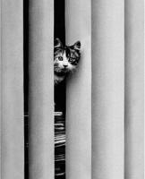 Kunstdruk Golbin - Curious Cat 40x50cm