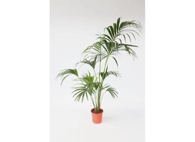 XXL Kentia Indoorpalm 'Howea Forsteriana'