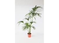 XXL Kentia Indoorpalm 'Howea Forsteriana'