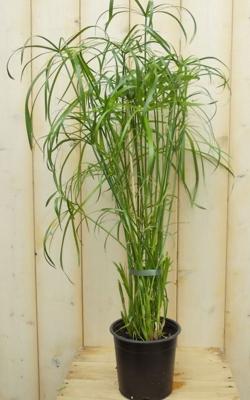 Parapluplant Papyrus Cyperus Alternifolius Kamerplant - Warentuin natuurlijk