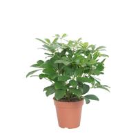 Schefflera Nora (vertakt) P 13 cm