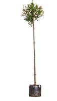 2 stuks! Knotwilg Salix alba KNOT h 260 cm st. omtrek 8 cm st. h 190 cm boom - Warentuin Natuurlijk