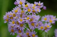 Aster - thumbnail