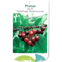Prunus Avium Hedelfinger Riesenkirsche - Oosterik home