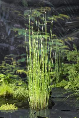 Bonte bies / Scirpus tabermont 'Zebrinus'