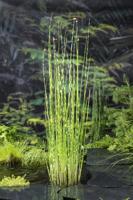 Bonte bies / Scirpus tabermont 'Zebrinus'