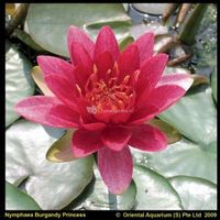 Rode waterlelie (Nymphaea Burgundy Princess) waterlelie - 6 stuks - thumbnail