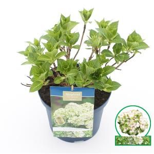 Hydrangea Macrophylla "Magical Noblesse"® boerenhortensia - 30-40 cm - 1 stuks