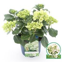 Hydrangea Macrophylla "Magical Noblesse"® boerenhortensia - 30-40 cm - 1 stuks - thumbnail