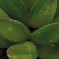 Repto Aquadistri plant aloes - Aquadistri