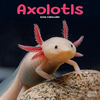Axoloths Kalender 2026