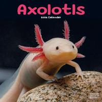 Axoloths Kalender 2026