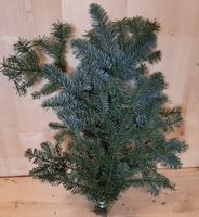 Kerstgroen Nobilis groen blauw Warentuin Natuurlijk - Warentuin natuurlijk